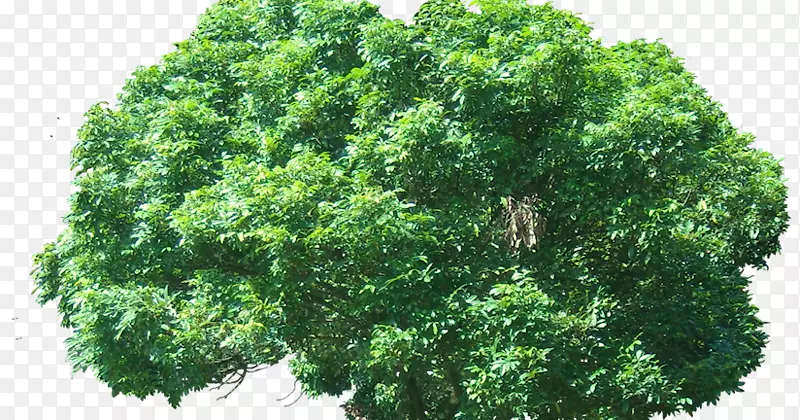 东方枝乔木常绿植物