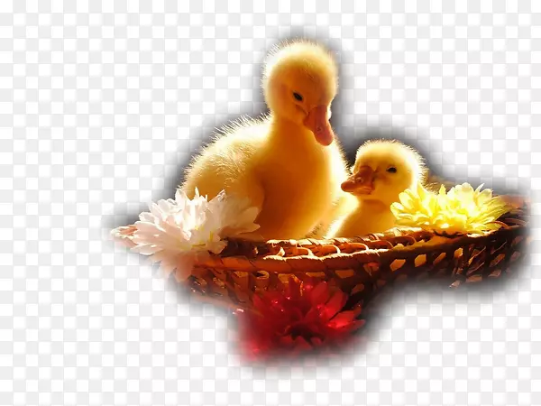 小鸭子桌面壁纸可爱动物.蹒跚学步的逻辑游戏-拼图游戏：可爱的动物-鸭子