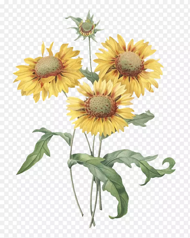 植物学插图普通向日葵版画-花