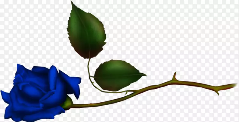 花园玫瑰蓝玫瑰花Bokm rke-花