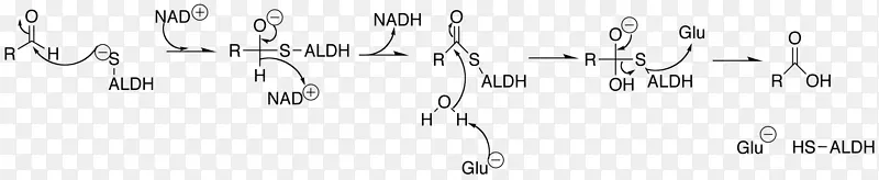 乙醛脱氢酶