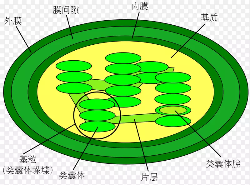 叶绿体图细胞类囊体光依赖反应-植物