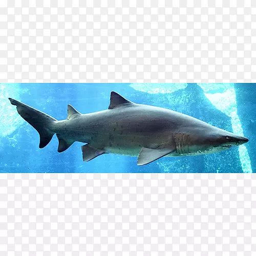 鱼翅汤沙虎鲨背鳍鲨