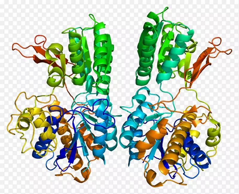代谢型谷氨酸受体1代谢受体-受体