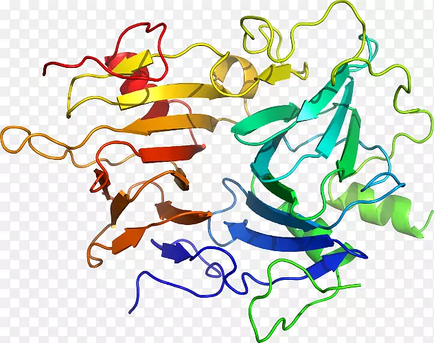 KLK 6激肽释放酶基因蛋白酶蛋白