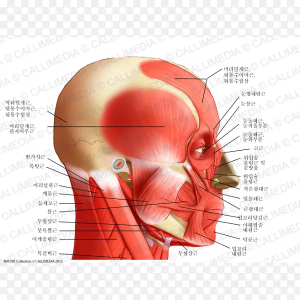 颈颞肌人体解剖