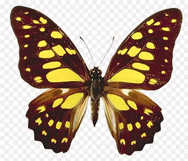蝴蝶电脑图标-蝴蝶