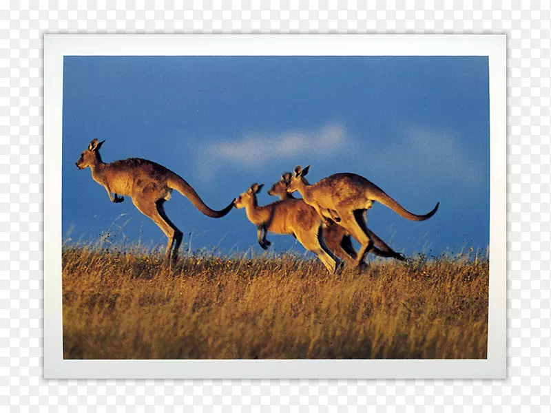 袋鼠纸明信片澳大利亚多视角动物-袋鼠