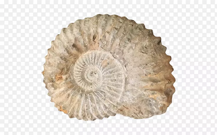 海螺过渡性化石海胆