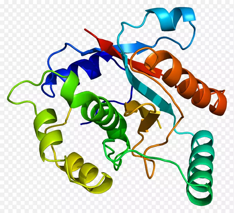 uchl 3泛素羧基末端水解酶L1去泛素酶基因