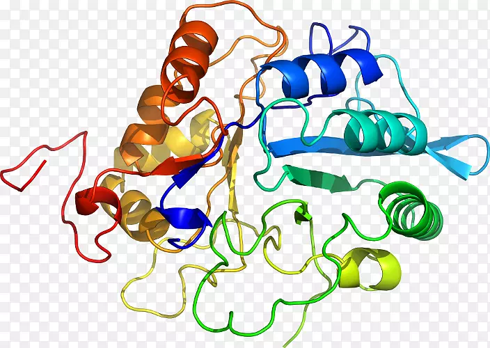 KLK 6激肽释放酶基因蛋白酶热休克蛋白