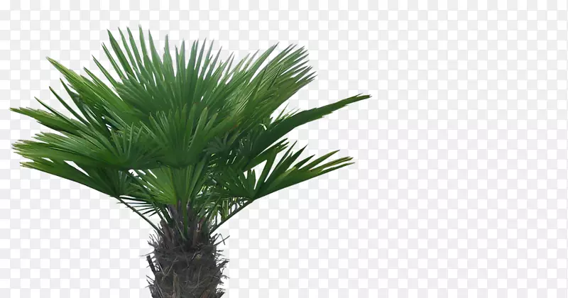 亚洲棕榈槟榔科椰子树