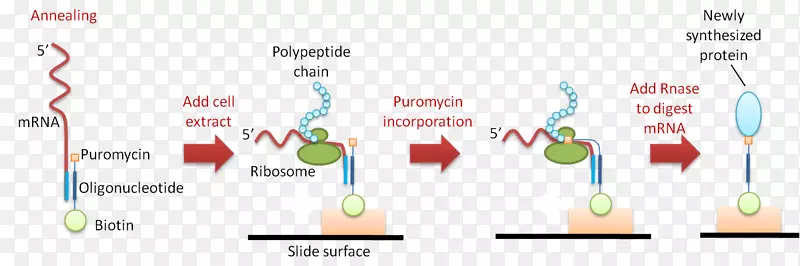 普罗霉素无细胞蛋白阵列无细胞蛋白合成蛋白微阵列