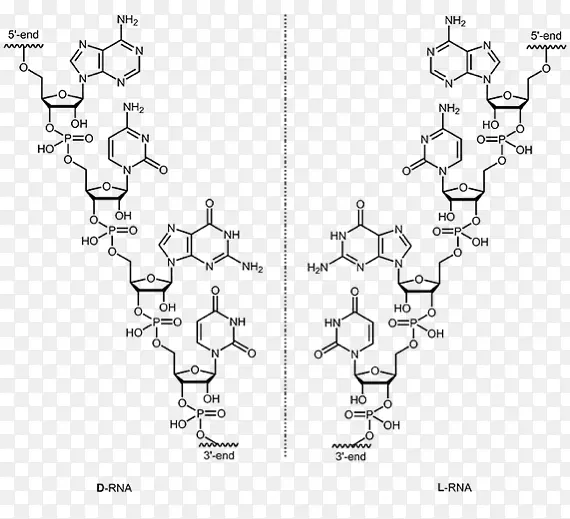 DNA l-核糖核酸适配体RNA