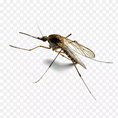 沼泽地蚊虫家用驱虫剂虫害控制蚊虫控制
