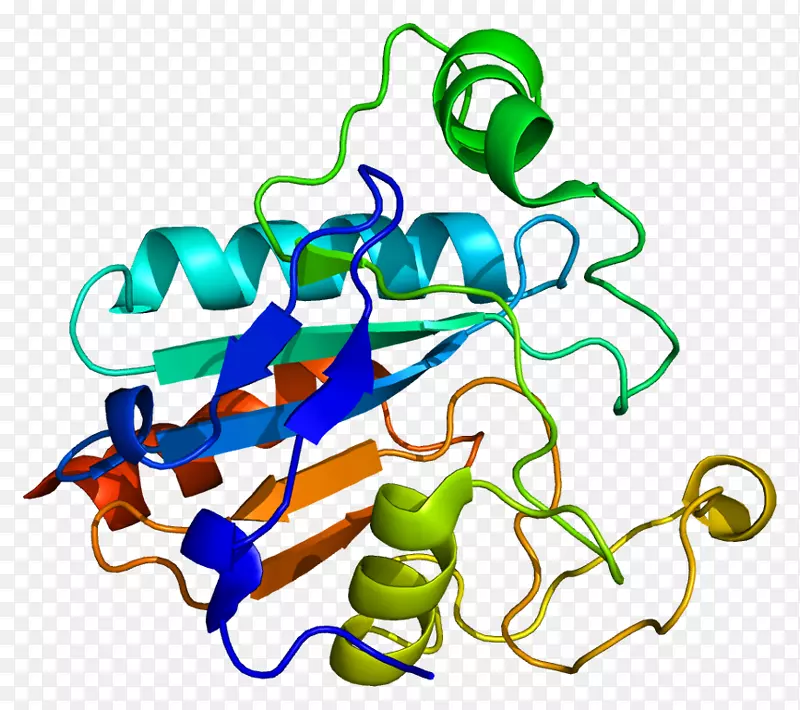 谷胱甘肽过氧化物酶gpx 2辣根过氧化物酶