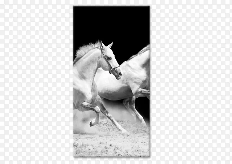 马黑白相框画动物马