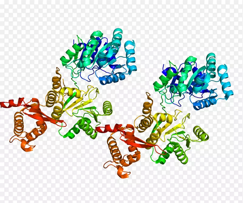 RecQ解旋酶-recql4遗传学
