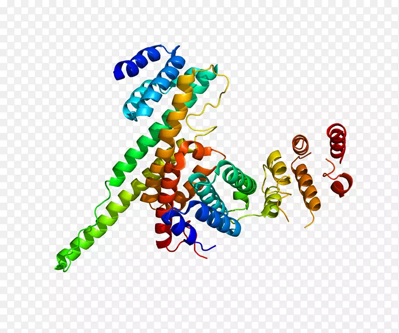 核孔蛋白107核孔蛋白214