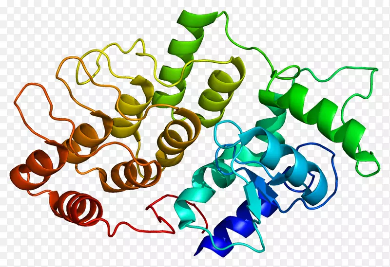 ddef2蛋白SH3结构域ADP核糖基化因子kankyrin重复