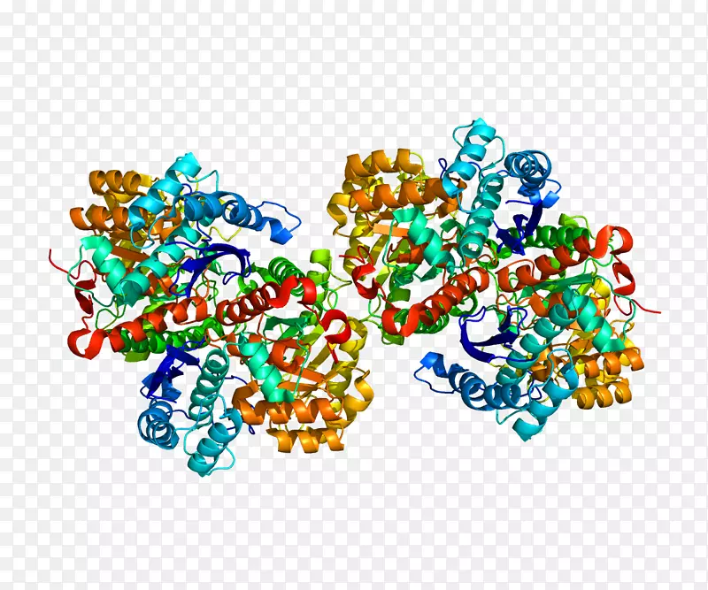 α-烯醇化酶-糖酵解烯醇化酶2-酶