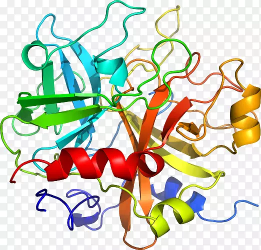 白细胞介素-1家族白细胞介素-1受体Ⅰ型IL1b