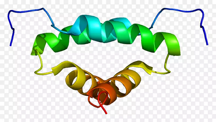 a-激酶-锚定蛋白akap 13蛋白激酶a蛋白亚基