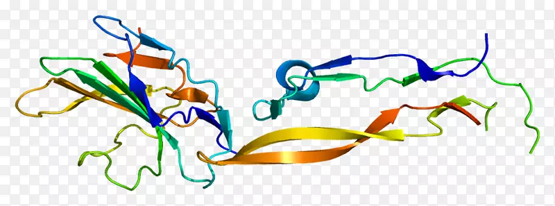 转化生长因子β受体2转化生长因子β3