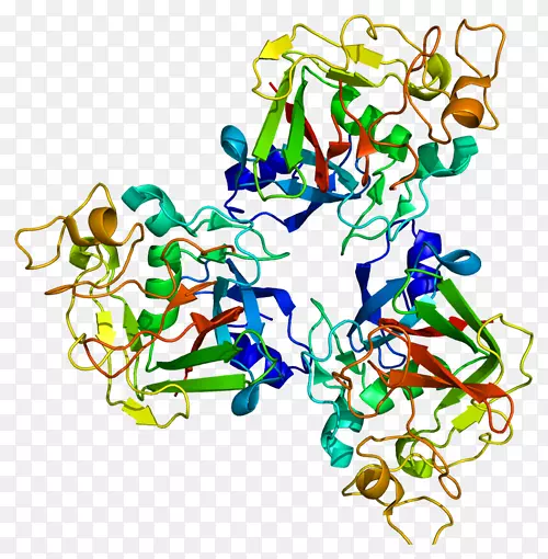 fcn 1纤维蛋白原蛋白无花果单核苷酸多态性