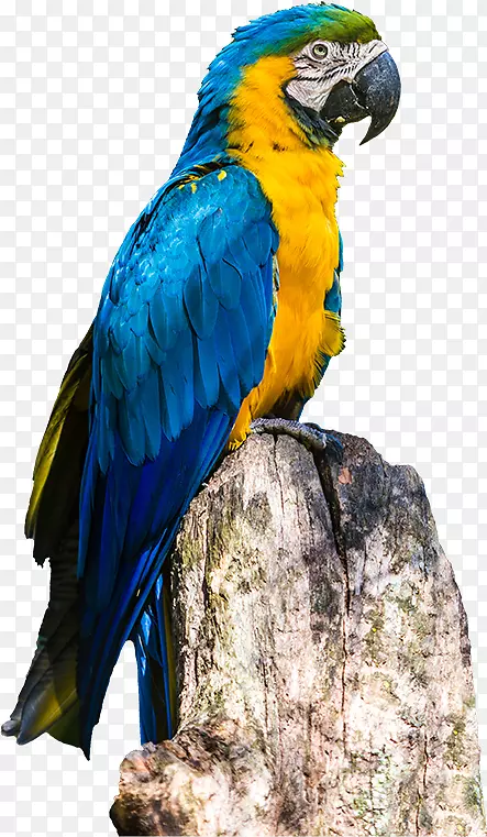里约热内卢鹦鹉蓝黄鹦鹉海报-鹦鹉