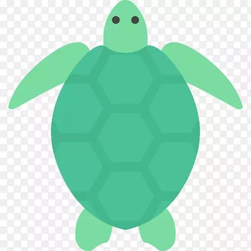 绿海龟龟