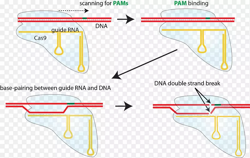 CRISPR引导rna ca 9非同源端连接dna