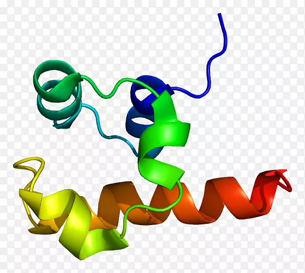 TP 63 p53 p63 p73家族蛋白基因