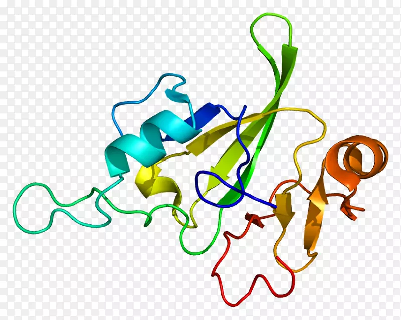 转录因子蛋白hMG-box hbp 1