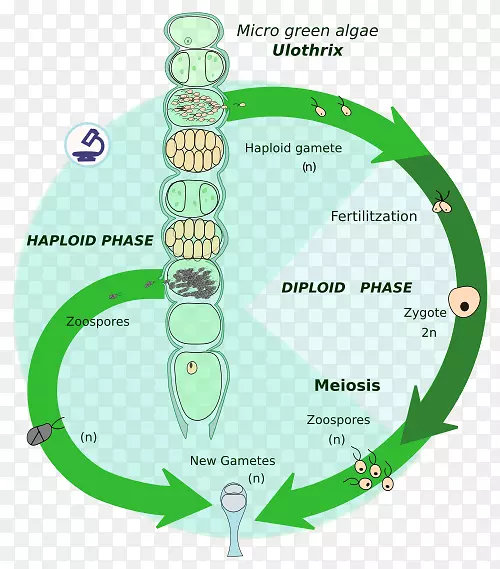 生物生命周期倍体藻类生物学célula diploide