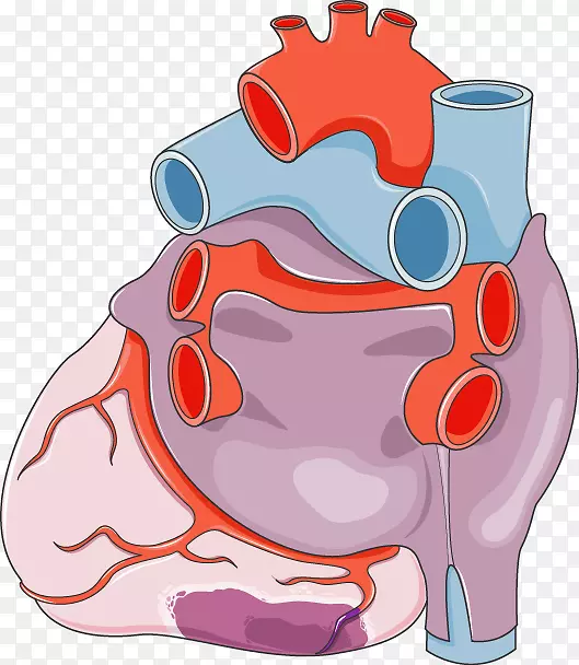 心脏外科医学循环系统解剖医学-心脏