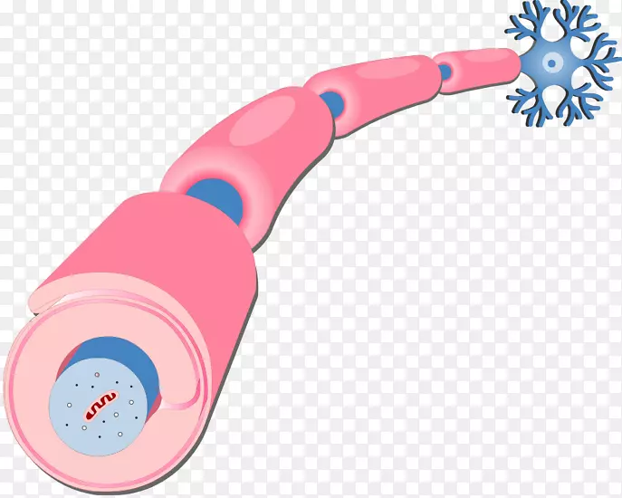 雪旺细胞髓鞘轴突神经元神经鞘