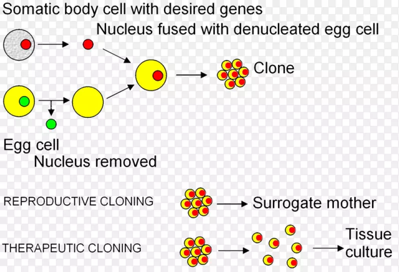 体细胞核移植克隆胚胎干细胞