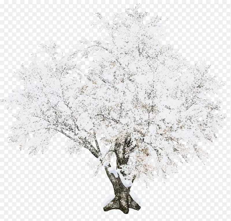 雪树冬季