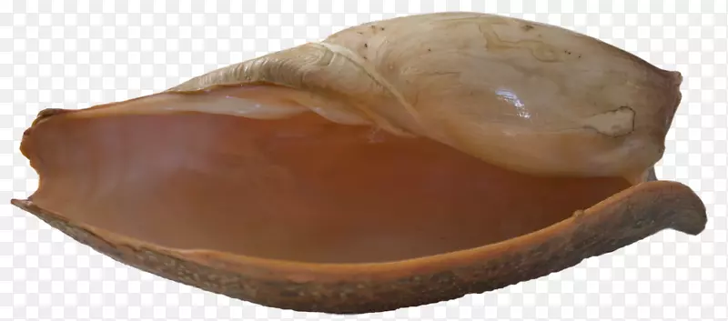 贝壳蛤壳