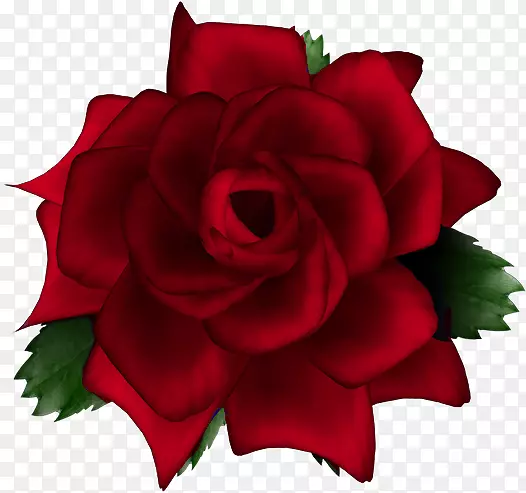 花园玫瑰，卷心菜，玫瑰，切花，剪贴画-薰衣草玫瑰