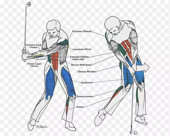 高尔夫球击球力学核心运动力量训练.肌肉