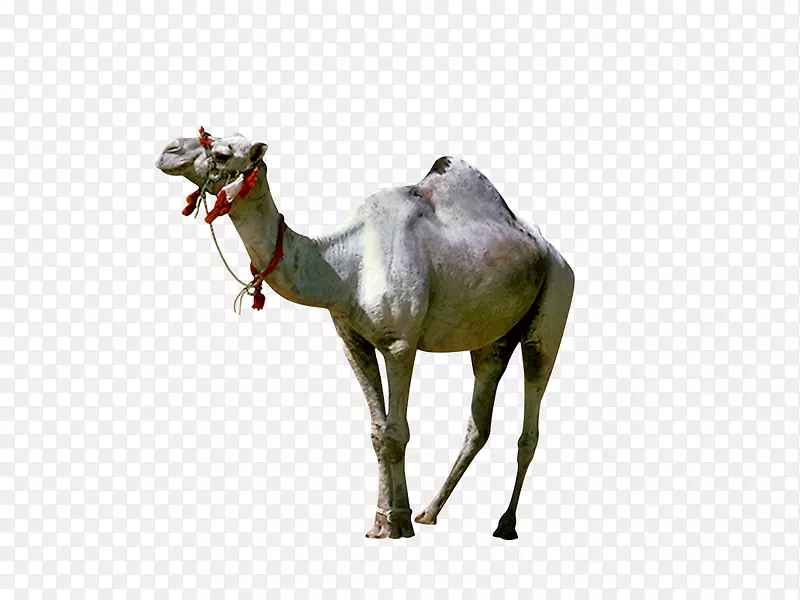 垂足骆驼类，Yandex搜索-骆驼