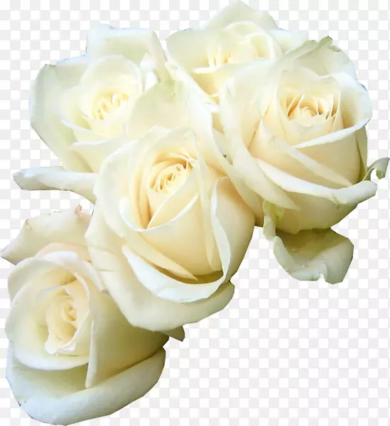 玫瑰花束白色剪贴画白玫瑰
