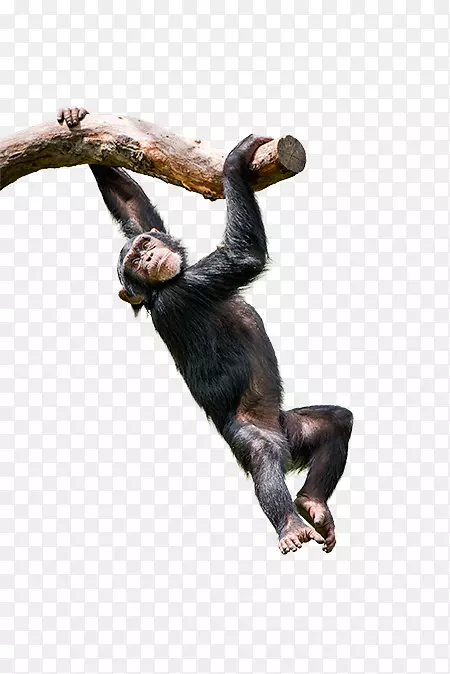 普通黑猩猩-黑猩猩