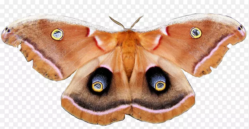 Метелик多孔虫rgb色模型-蛾