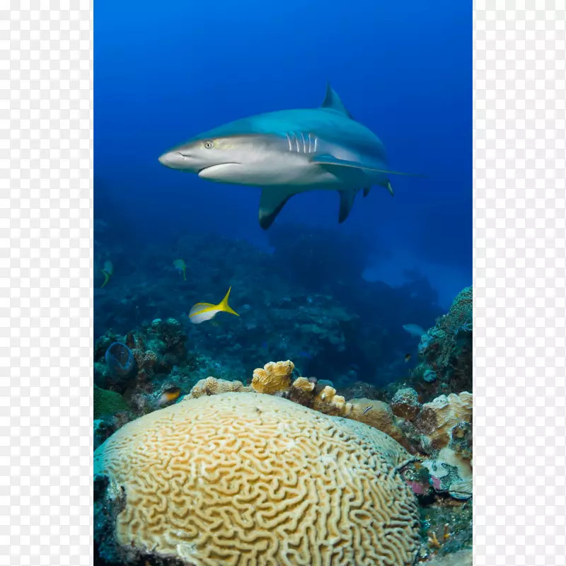 珊瑚礁鱼海洋生物脑珊瑚生态系统-珊瑚礁