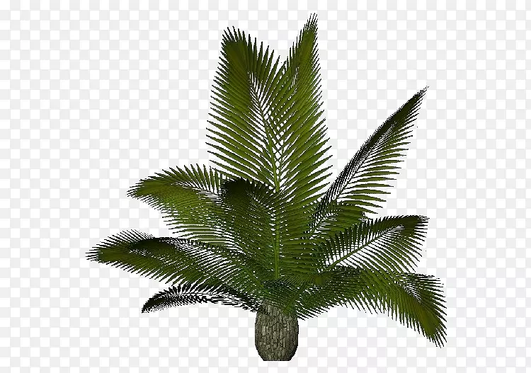 槟榔科西果棕榈植物Cycas rophii.dwg-cycas