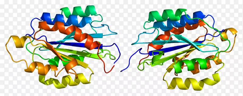 cd49b整合素蛋白受体细胞-细胞