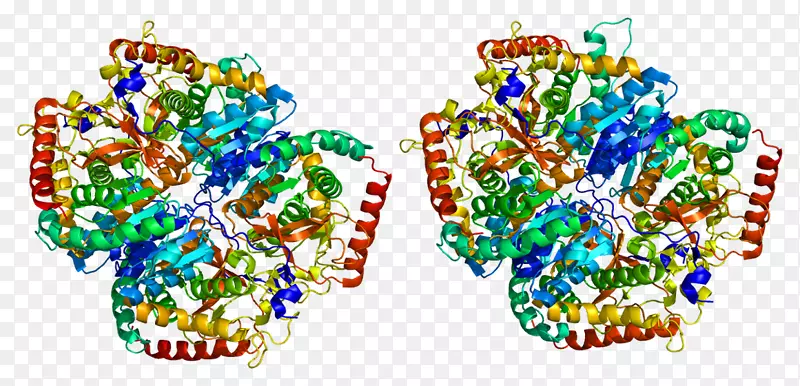 乳酸脱氢酶-一种乳酸蛋白